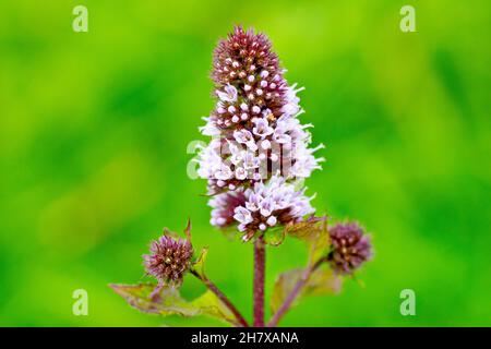 Menthe effilée (mentha spicata), gros plan montrant les petites fleurs roses commençant à fleurir au sommet d'une plante, isolées sur un fond vert Uni Banque D'Images