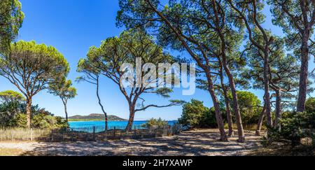 Paysage avec pins à la plage de Palombaggia, île Corse, France Banque D'Images
