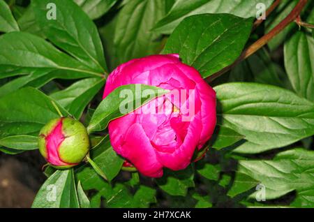 Belle fleur de pivoine rose en fleurs dans le jardin. Banque D'Images