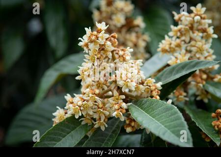 Arbre de loquat en fleur, Eriobotrya Japonica Banque D'Images