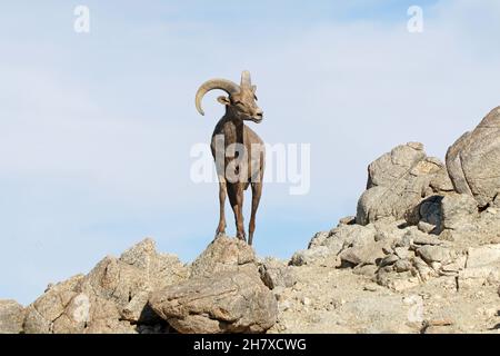 Mouflon Désert Banque D'Images