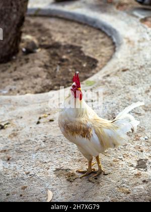 coq blanc sur la ferme de poulet. Banque D'Images