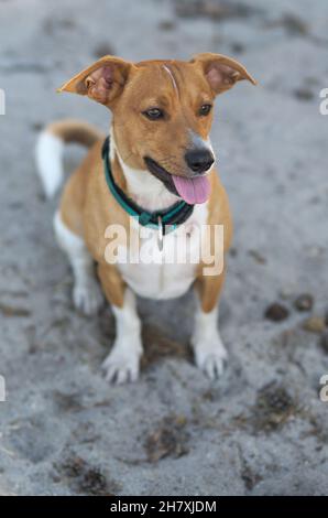 Jack russel terrier assis, chien.Photo portrait Banque D'Images