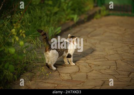 Le chat gris blanc se promoit dans un jardin ensoleillé avec une grande herbe verte. Banque D'Images