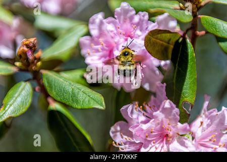 Gros plan macro de fleurs de rhododendron rose avec abeille collectant le nectar de pollen montrant le détail de la texture dans Blue Ridge Mountains, Virginia Parkwa Banque D'Images