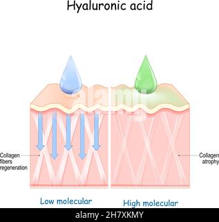 Acide hyaluronique. Rajeunissement de la peau à l'aide de produits de soin de la peau.Moléculaire faible et moléculaire élevée Illustration de Vecteur
