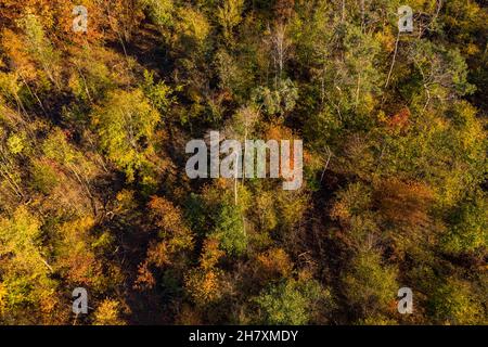 Une forêt à feuilles caduques avec des couleurs d'automne vues d'en haut à la fin de l'automne Banque D'Images