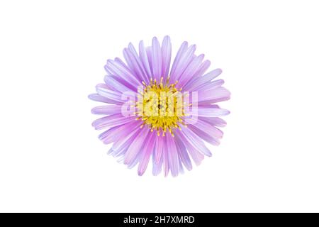 Tête de fleur de l'aster à bouton de riz isolée sur fond blanc Banque D'Images