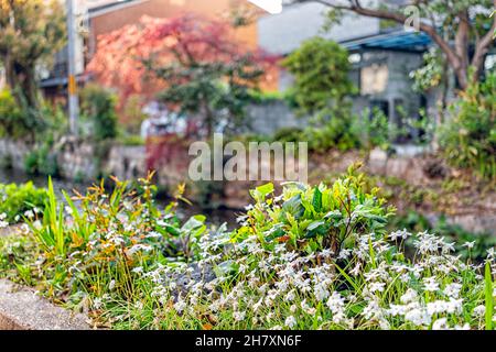 Canal de la rivière Takase dans le quartier résidentiel de Kyoto dans la paroisse de Shimogyo avec des fleurs blanches au Japon aménagement paysager de printemps le long de l'eau avec personne en avril Banque D'Images