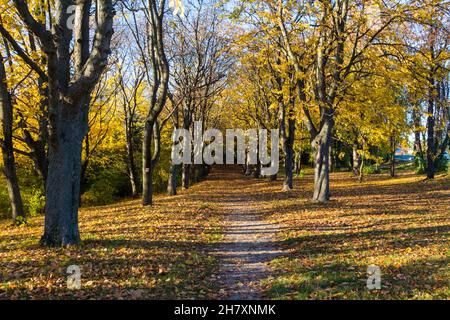 Ruelle de châtaignes à cheval en automne sur Becsi-domb, Sopron, Hongrie Banque D'Images