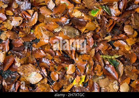 Automne, feuilles colorées mélangées, feuillage, feuilles mouillées Banque D'Images