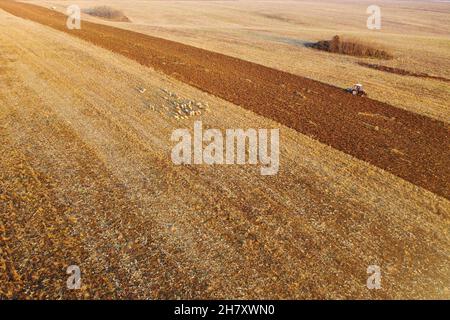Champ de récolte avec tracteur et moutons, vue de drone à angle élevé, concept agricole Banque D'Images