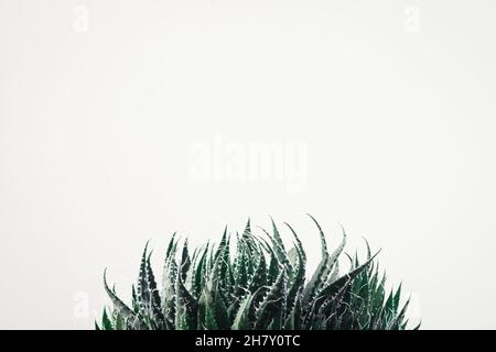 Mignonne plante dans des pots, maison, beau fond, planète verte Banque D'Images