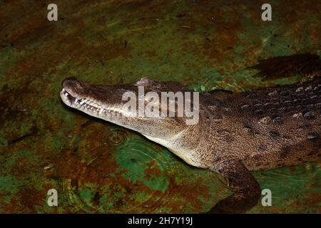 Un crocodile cubain dans un étang fait par un homme. Banque D'Images