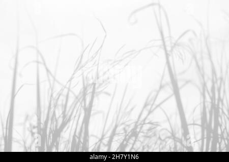 Effets de superposition d'ombres pour le marquage.Maquettes.Scènes d'éclairage naturel.Ombre d'herbe gris clair sur un mur blanc.Bannière avec espace de copie Banque D'Images