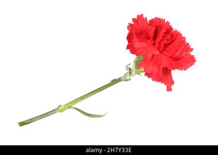 Fleur oeillet rouge isolé sur fond blanc Banque D'Images