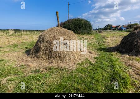 Les petits haystacks traditionnels sèchent naturellement le foin au soleil et l'air libre sur le bord de la route à Salthouse, Norfolk, East Anglia, Angleterre Banque D'Images