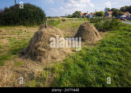 Les petits haystacks traditionnels sèchent naturellement le foin au soleil et l'air libre sur le bord de la route à Salthouse, Norfolk, East Anglia, Angleterre Banque D'Images