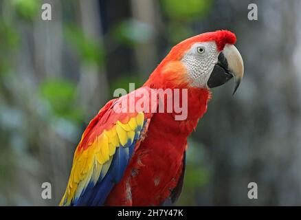 Gros plan sur la macaw de la scarlatine Banque D'Images