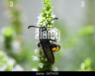 Scolia hirta (Hyménoptères, Scoliidae) assis sur une fleur blanche, jour ensoleillé en été, Vienne (Autriche) Banque D'Images