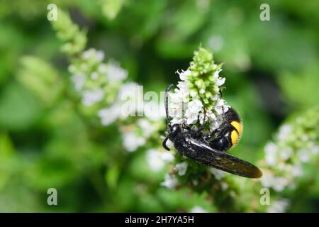 Scolia hirta (Hyménoptères, Scoliidae) assis sur une fleur blanche, jour ensoleillé en été, Vienne (Autriche) Banque D'Images