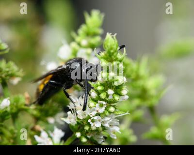 Scolia hirta (Hyménoptères, Scoliidae) assis sur une fleur blanche, jour ensoleillé en été, Vienne (Autriche) Banque D'Images