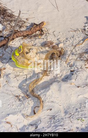 Masque de plongée plein de sable, détritus sur Florida Beach Banque D'Images