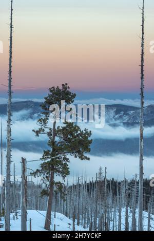 Vue sur les collines couvertes de nuages, nuages qui se sont installés entre les collines dans la forêt nationale du Mont Hood Banque D'Images