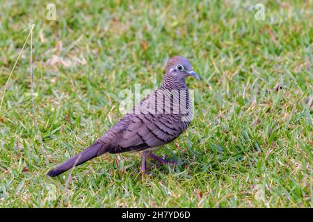 Colombe zébrée (Geopelia striata), colombe barrée ou colombe barrée Banque D'Images