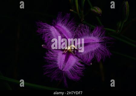 Les Lillies à franges (Thysanotus tuberosus) sont assez communes dans les bois du sud de l'Australie, mais sont toujours très jolies.Réserve de Baluk Willam. Banque D'Images