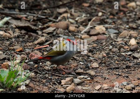 Pétaillé à sourcils rouges (Neochmia temporalis) se nourrissant de l'herbe d'hiver.Wallacia, Nouvelle-Galles du Sud, Australie Banque D'Images