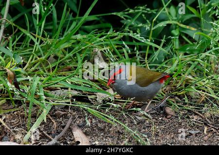 Pétaillé à sourcils rouges (Neochmia temporalis) se nourrissant de l'herbe d'hiver.Les sexes se ressemblent.Wallacia, Nouvelle-Galles du Sud, Australie Banque D'Images