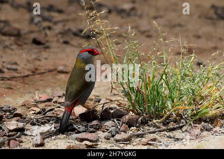 Pétaillé à sourcils rouges (Neochmia temporalis) se nourrissant de l'herbe d'hiver.Les sexes se ressemblent.Wallacia, Nouvelle-Galles du Sud, Australie Banque D'Images