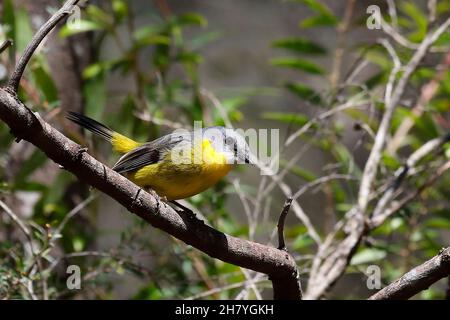 Le robin jaune de l'est (Eopsaltria australis) dans un arbuste.Colo, Nouvelle-Galles du Sud, Australie Banque D'Images