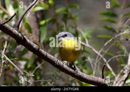 Le robin jaune de l'est (Eopsaltria australis) dans un arbuste.Colo, Nouvelle-Galles du Sud, Australie Banque D'Images