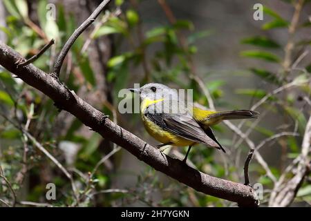 Le robin jaune de l'est (Eopsaltria australis) dans un arbuste.Colo, Nouvelle-Galles du Sud, Australie Banque D'Images