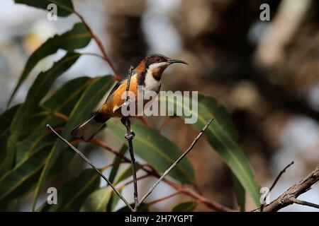 Le sphènebill de l'est (Acanthorhynchus tenuirostris) mâle, montrant le long bec mince.Les femelles sont plus petites et de couleur moins vive.Mulgoa, Nouveau Sout Banque D'Images