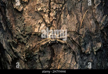 ARAIGNÉE GRISE GÉANTE HUNTSMAN (HOLCONIA IMMANIS).CES GRANDES ESPÈCES SONT APPELÉES ARAIGNÉES EN BOIS (SPARASSIDAE) Banque D'Images