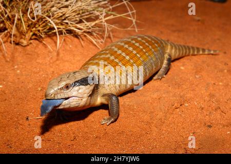 Lézard à ton bleu Centralien (Tiliqua multifasciata) sur sable rouge, la langue bleue s'est allongée en réponse à une perturbation.Plage de quatre-vingts Mile, nord-ouest Banque D'Images