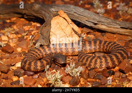 L'escabeau de mort de Pilbara (Acanthophis wellsi) enroulé sur un sol pierreux.C'est un serpent stocky, longueur moyenne 43 cm, et dangereusement venimeux.Pannawonica, Pi Banque D'Images