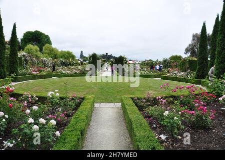Personnes visitant le magnifique paysage de roses à Trevor Griffiths public Rose Garden à Timaru, Nouvelle-Zélande, le 28 novembre 2010 Banque D'Images