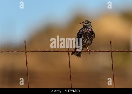 Oiseaux sauvages au milieu de leur monde naturel et en liberté. Banque D'Images