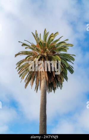Palmier avec vue à angle bas à la Jolla, Californie Banque D'Images