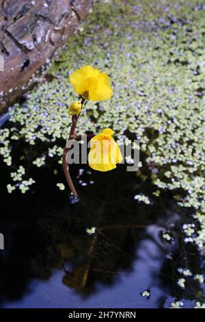 Utricularia vulgaris, Grande Bladdermotte, Lentibulariaceae.Plante sauvage en été. Banque D'Images