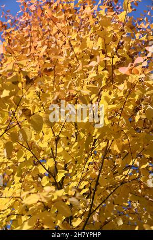 goldene Blätter eines Ahornbaumes im herbstlichen Sonnenlicht Banque D'Images