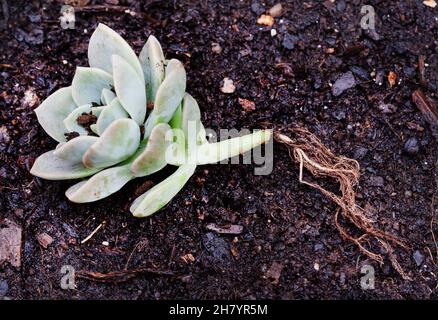 Plante succulente enracinant sur fond de sol sombre avec espace de copie Banque D'Images