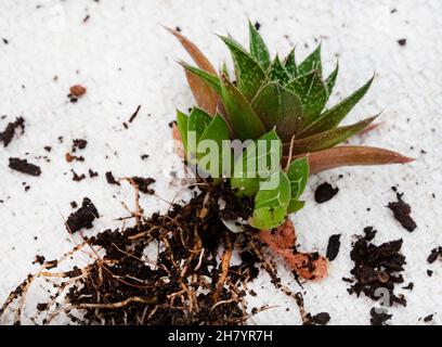 Haworthia plante succulente avec des petits sur un fond clair et neutre avec espace de copie Banque D'Images