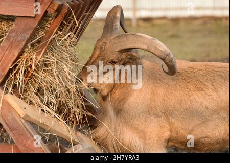 Le bélier mangé mange du foin, l'animal dans le zoo, les grandes cornes arrondies du bélier. Banque D'Images