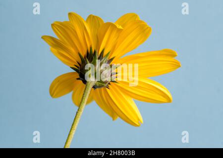 Photo macro d'une fleur sauvage de tournesol, Heliopsis helianthoides Banque D'Images