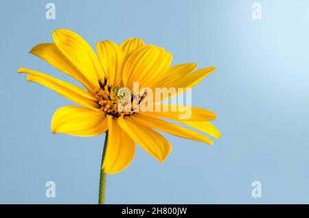 Photo macro d'une fleur sauvage de tournesol, Heliopsis helianthoides Banque D'Images
